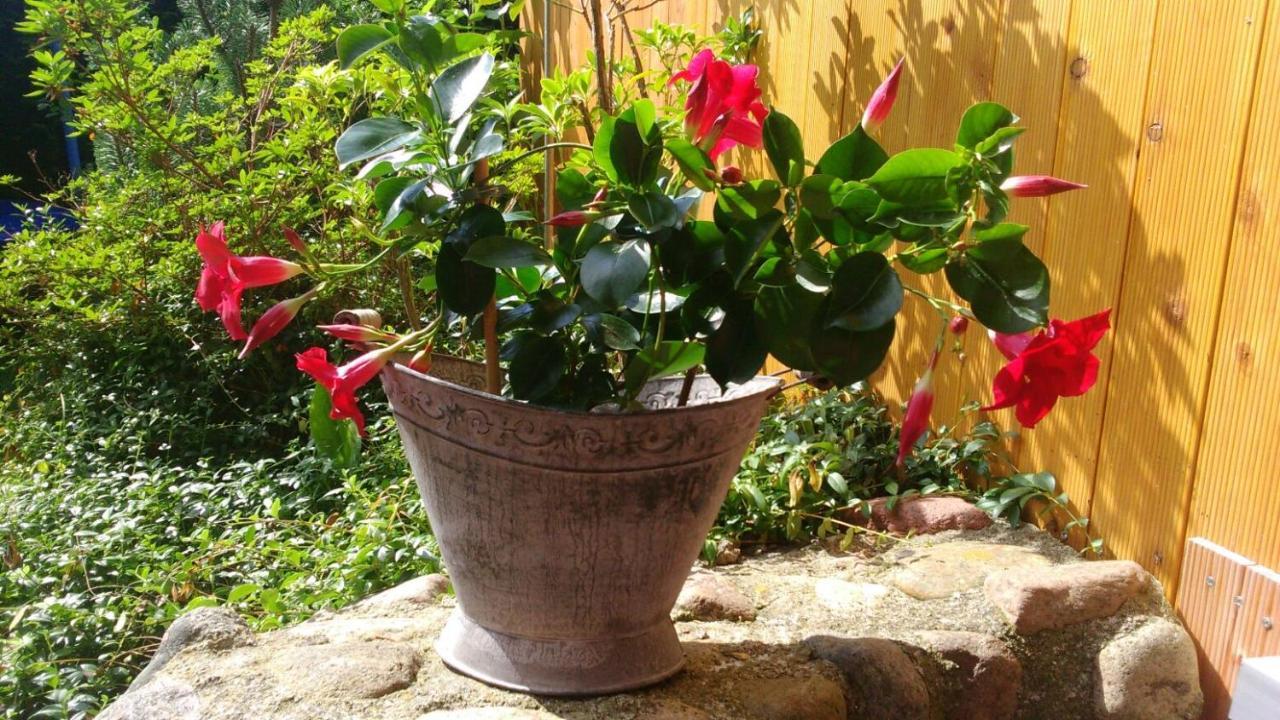Pension Villa Ostseetraum ロストック エクステリア 写真